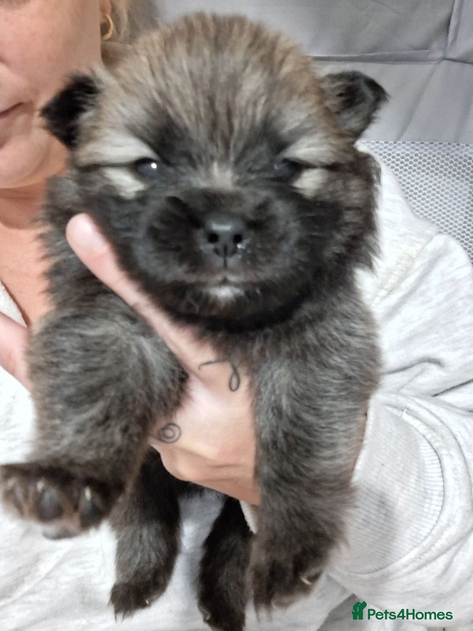 Pomeranian dogs Beautiful pomeranian pups just born!! - Advert 19