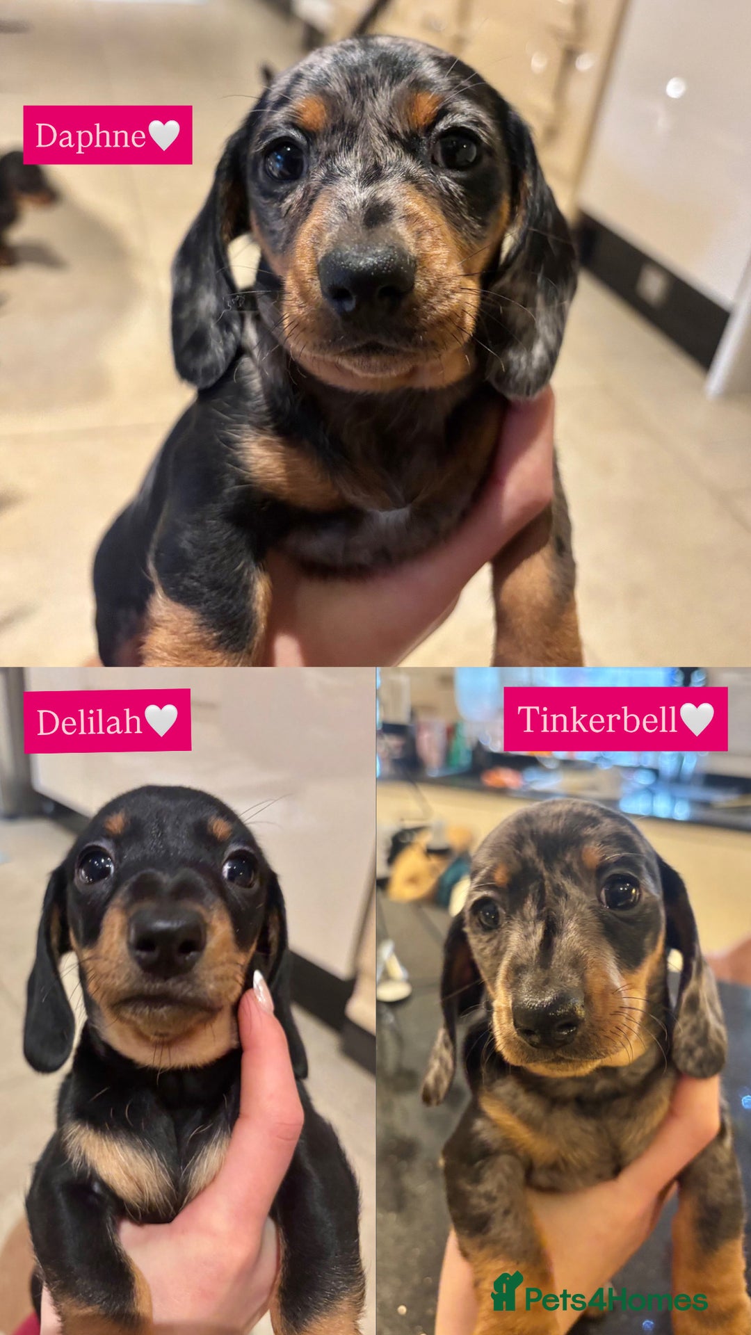 Miniature Dachshund dogs for sale: Miniature Silver Dapple & Black and Tan Dachshunds - Advert 1