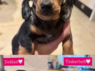 Miniature Dachshund dogs Miniature Silver Dapple & Black and Tan Dachshunds - Advert 11