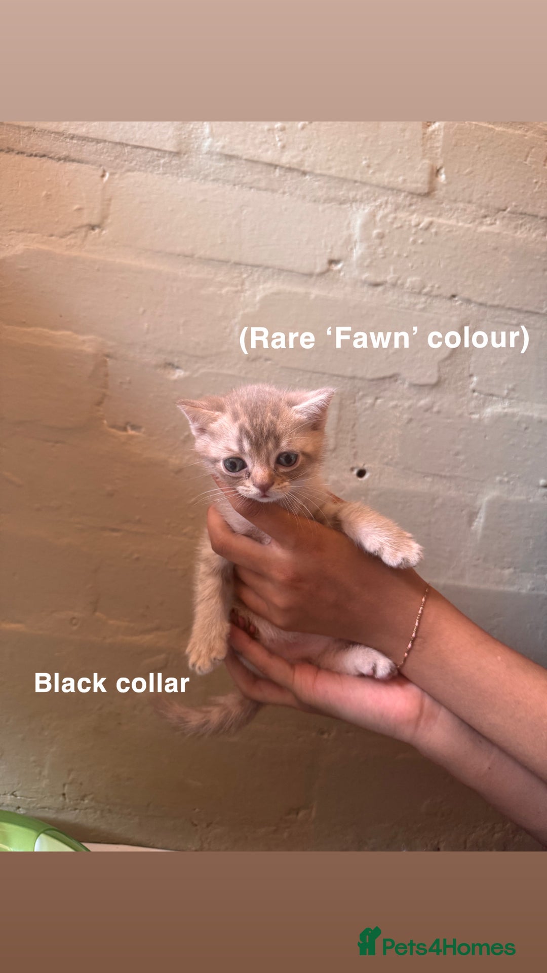 British Shorthair cats for sale: ✨British Shorthair Kittens ✨ - Image 3