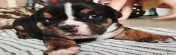 English Bulldog dogs for sale: New English bulldog puppies - Advert 9