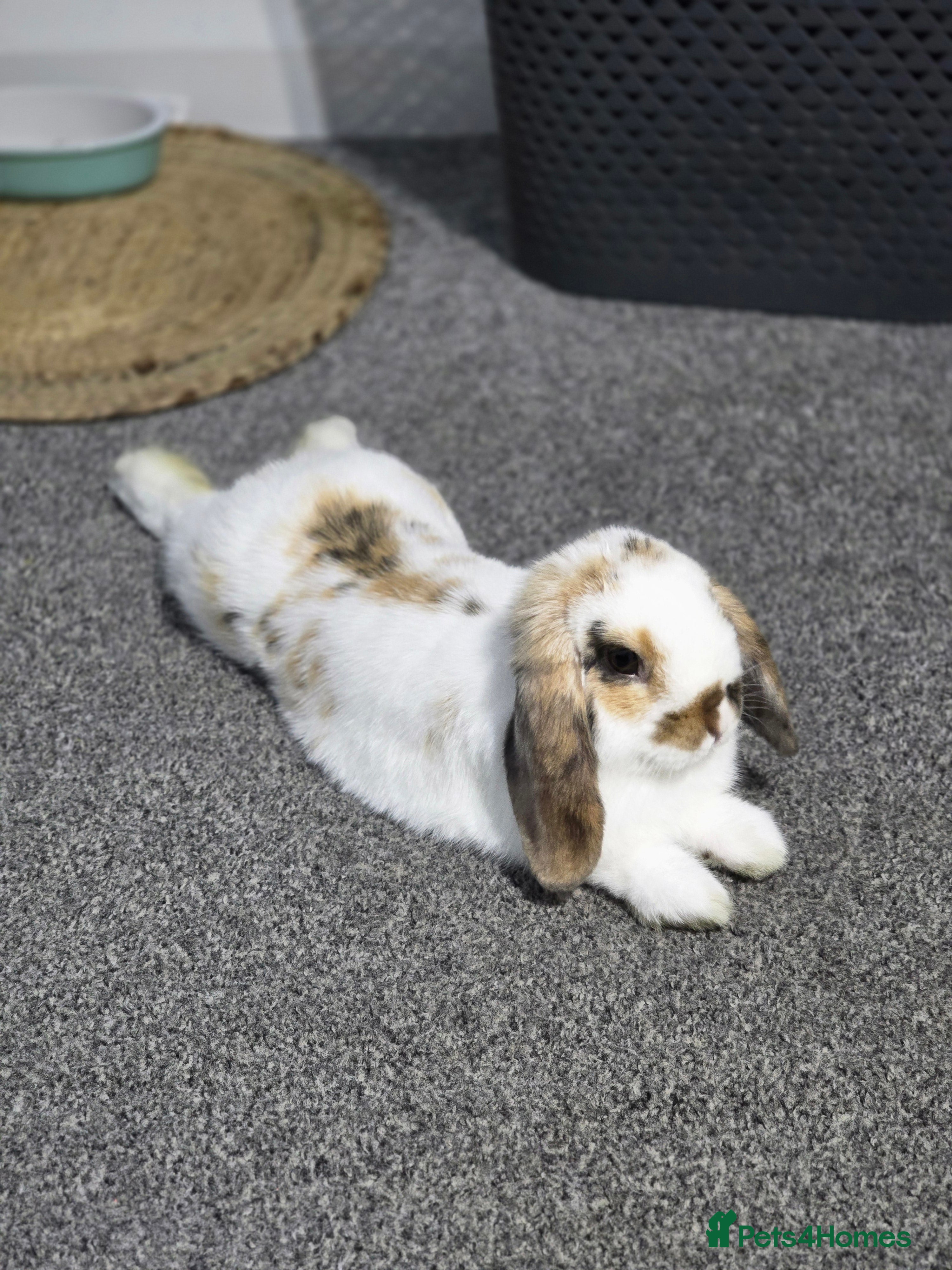 Mini Lop rabbits Mini lop for urgent sale - Advert 1