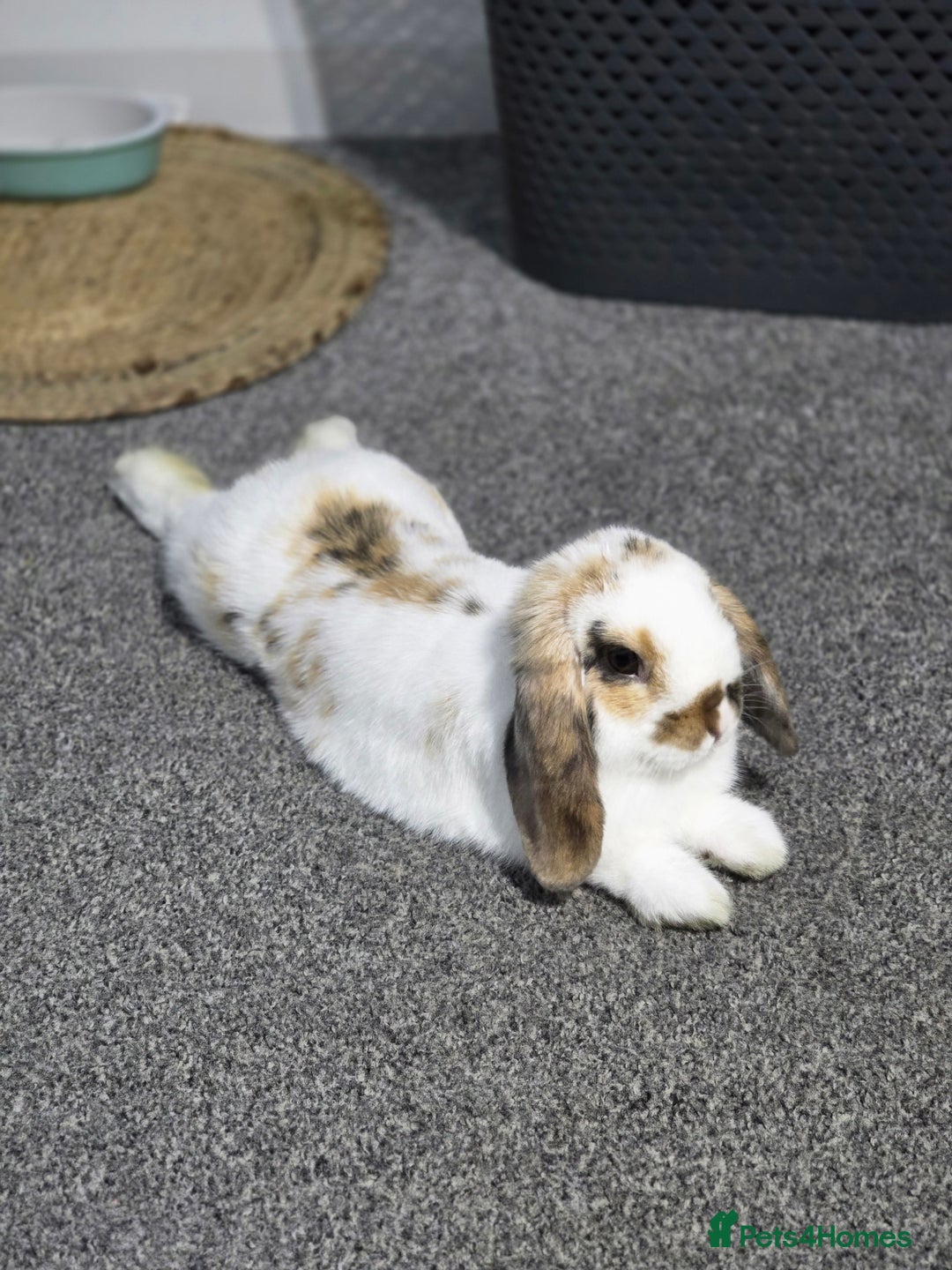 Mini Lop rabbits for sale: Mini lop for urgent sale - Advert 1