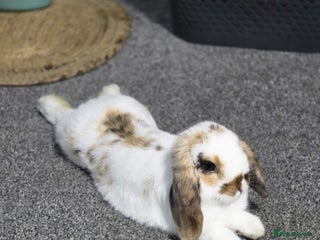 Mini Lop rabbits Mini lop for urgent sale - Advert 1