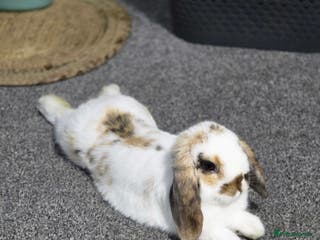 Mini Lop rabbits Mini lop for urgent sale - Advert 9