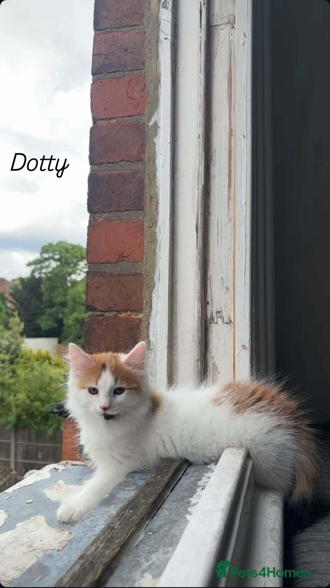 Turkish Van cats for sale: Three kittens  - Image 3