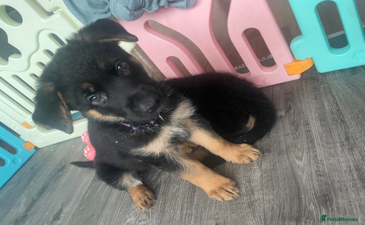 German Shepherd dogs - Advert 4
