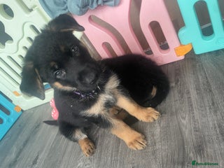 German Shepherd dogs - Advert 30