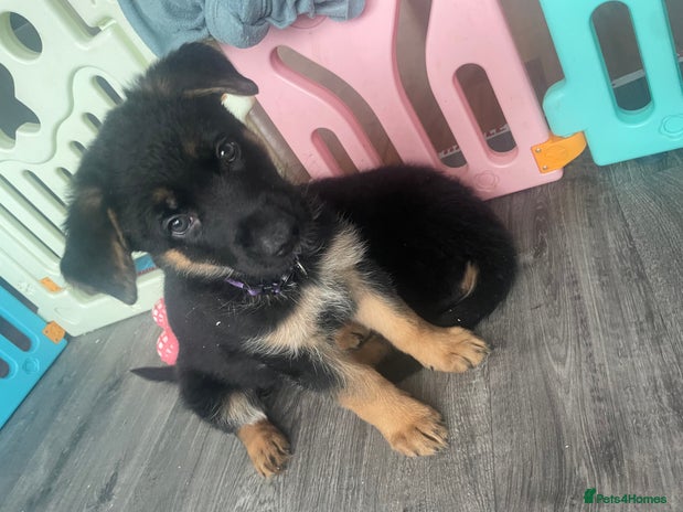 German Shepherd dogs - Advert 1