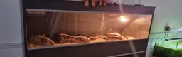 Corn Snake reptiles for sale: Corn snake for rehoming in Darlington - Advert 6
