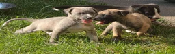 Mixed Breed dogs for sale: Bedlington whippets - Advert 4