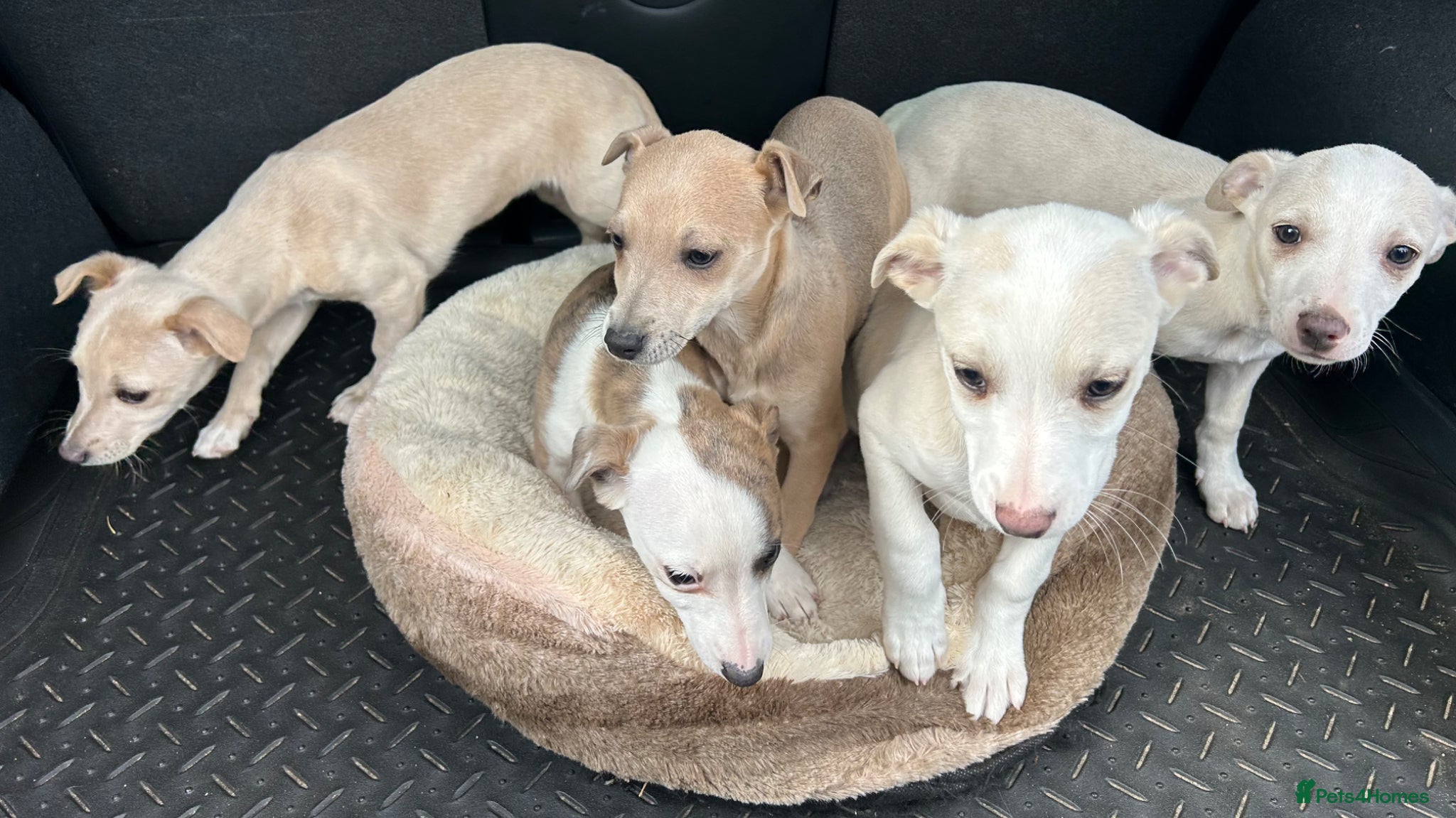 Mixed Breed dogs Chihuahua cross Whippet Puppies  - Advert 5