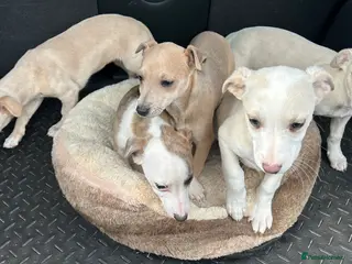 Mixed Breed dogs Chihuahua cross Whippet Puppies - Advert 5