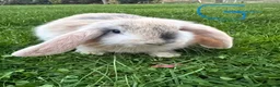 Mini Lop rabbits for sale: Mini Lop Rabbits For Sale  - Advert 9