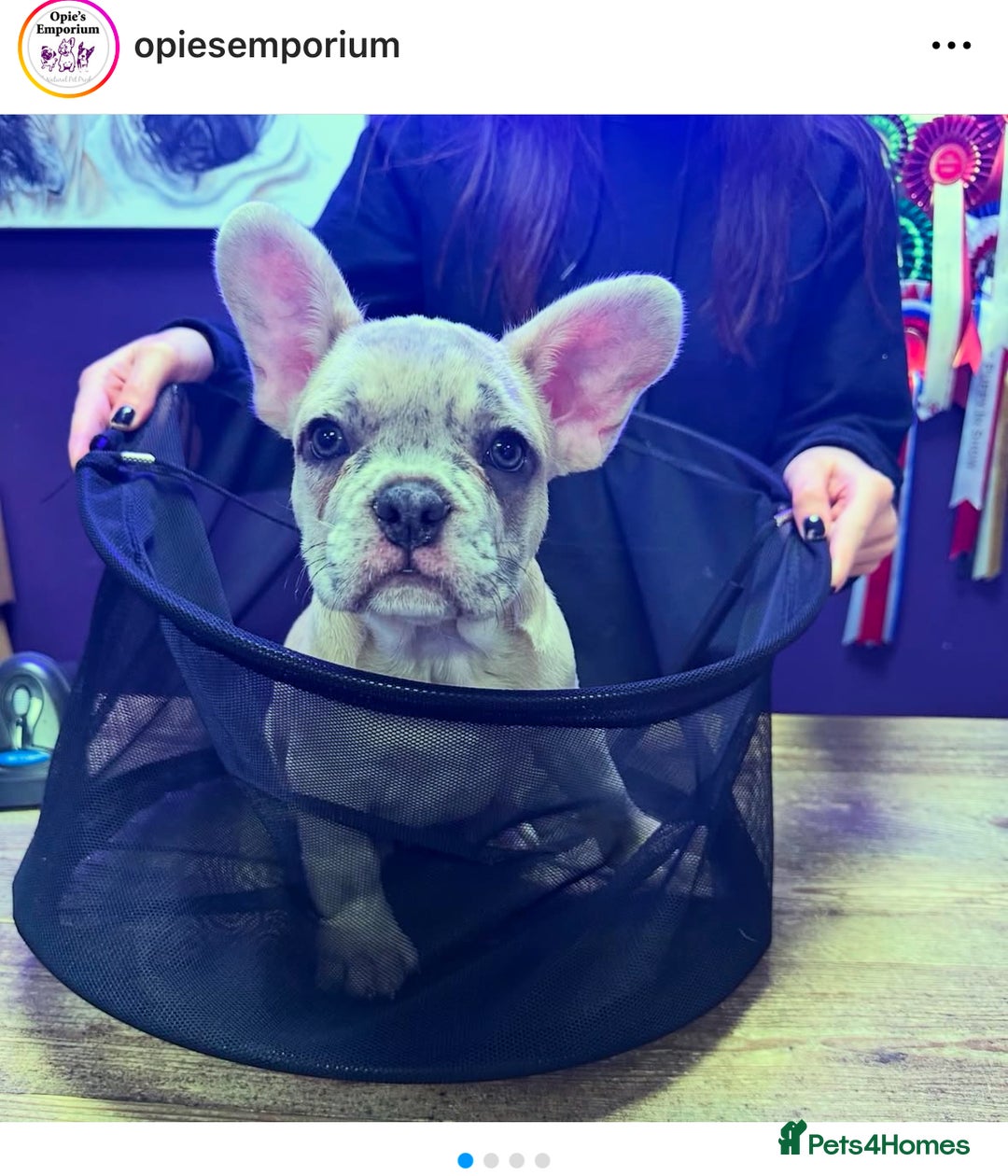 French Bulldog dogs for sale: 14 month fawn merle frenchbulldog DWKCREGISTERED  - Image 3