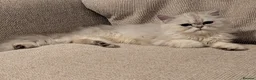 Persian cats for sale: Persian father and son for sale - Advert 19
