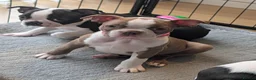 Boston Terrier dogs for sale: Boston Terrier Puppies  - Advert 2