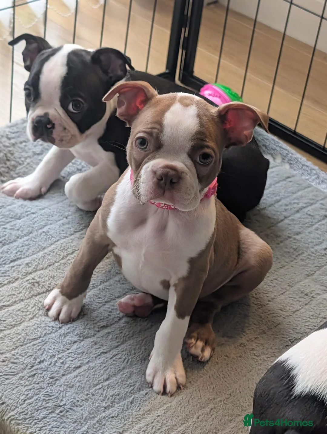 Boston Terrier dogs for sale: Boston Terrier Puppies  - Advert 2