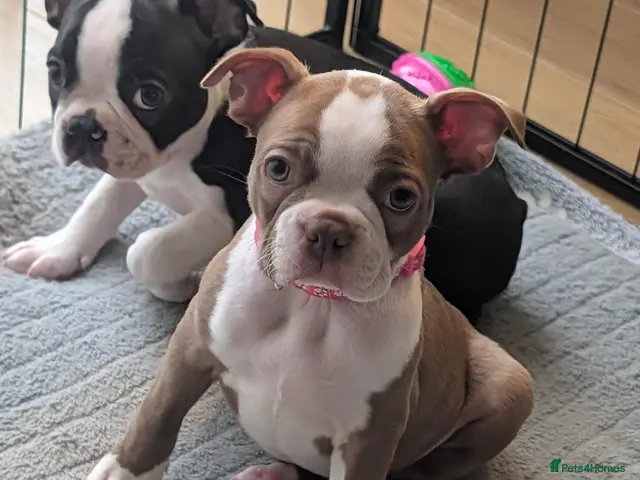 Boston Terrier dogs for sale: Boston Terrier Puppies - Advert 2