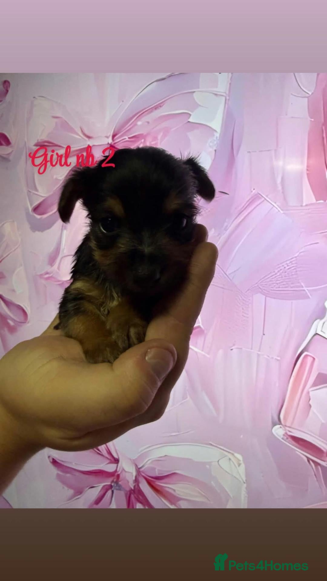 Yorkshire Terrier dogs Yorkshire terrier puppies - Advert 6