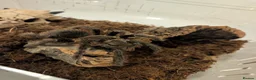 Tarantulas invertebrates for sale: Scarlet birdeater /Lasiodora klugi Tarantula  in Tamworth - Advert 2