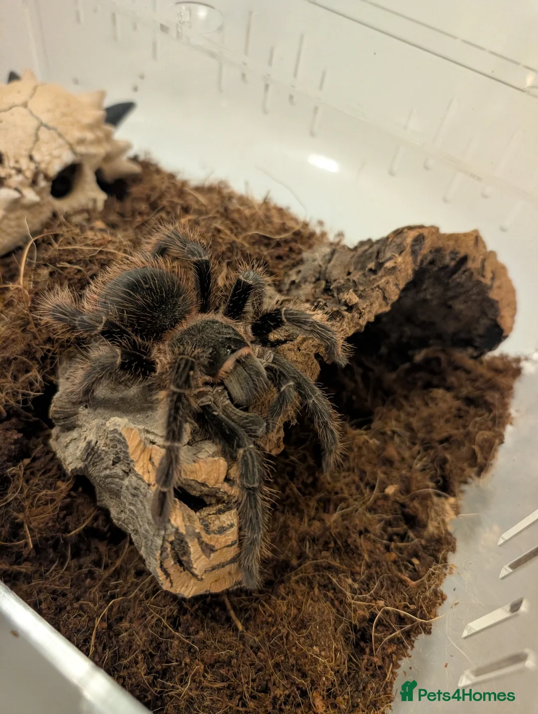 Tarantulas invertebrates for sale: Scarlet birdeater /Lasiodora klugi Tarantula  in Tamworth - Advert 2