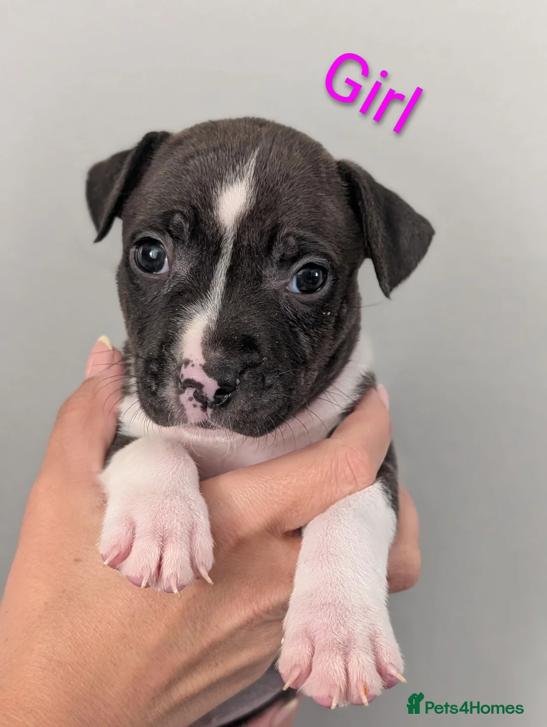 Staffordshire Bull Terrier dogs for sale: Stunning litter of 8 Staffordshire bull terriers - Advert 2
