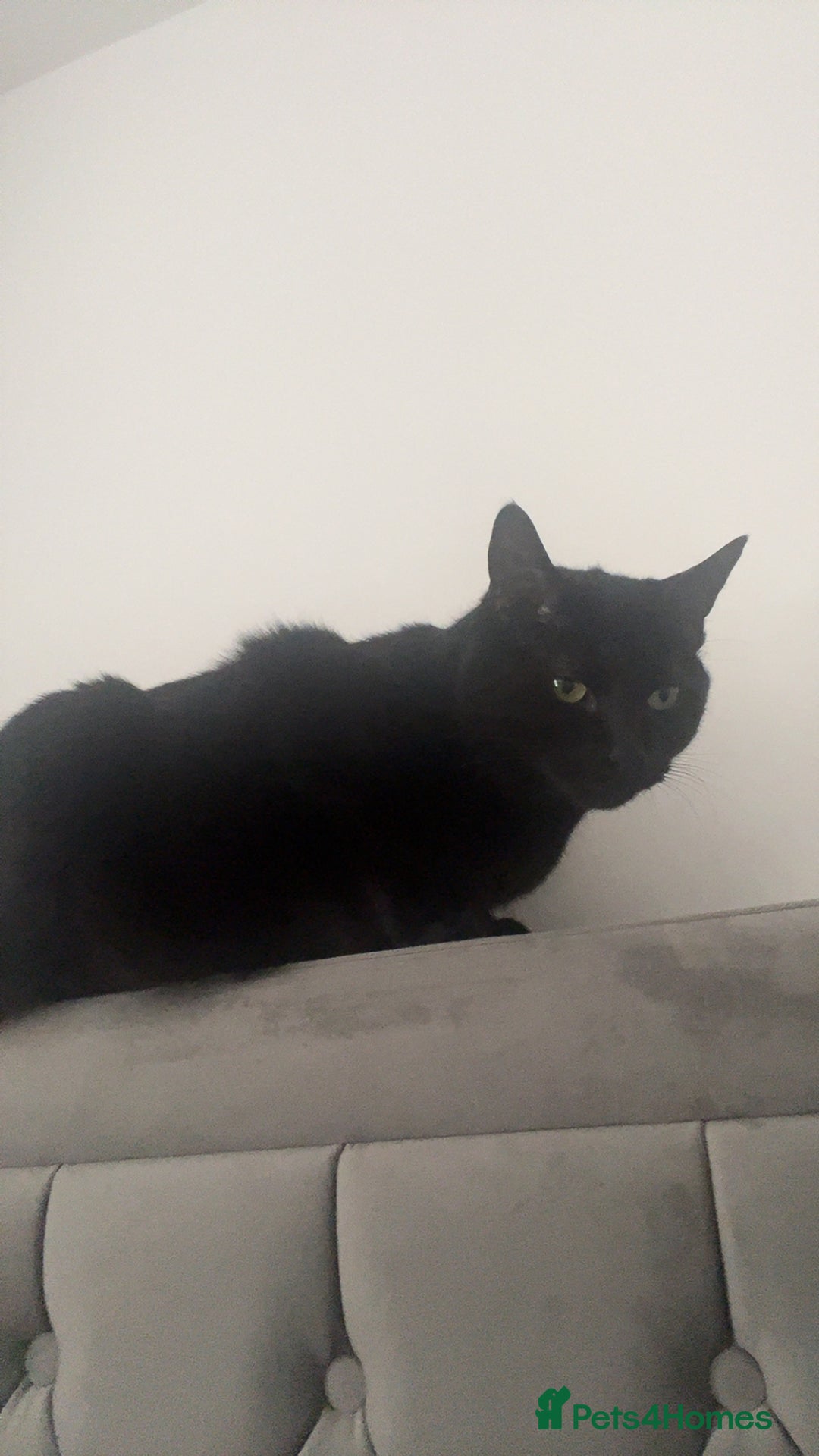 Mixed Breed cats for sale: Must go together! - Advert 20