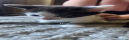 Mixed Breed cats for sale: Beautiful kittens  - Advert 8