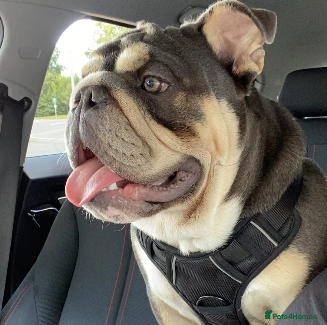 English Bulldog dogs for sale: English bulldog  in Warrington - Advert 2