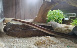 Snake reptiles for sale: African House snake - Image 2