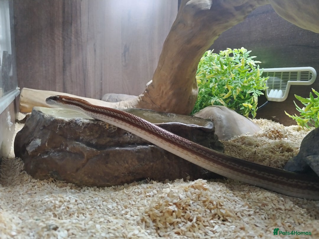 Snake reptiles for sale: African House snake - Image 2