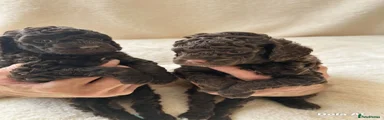 Cockapoo 1 