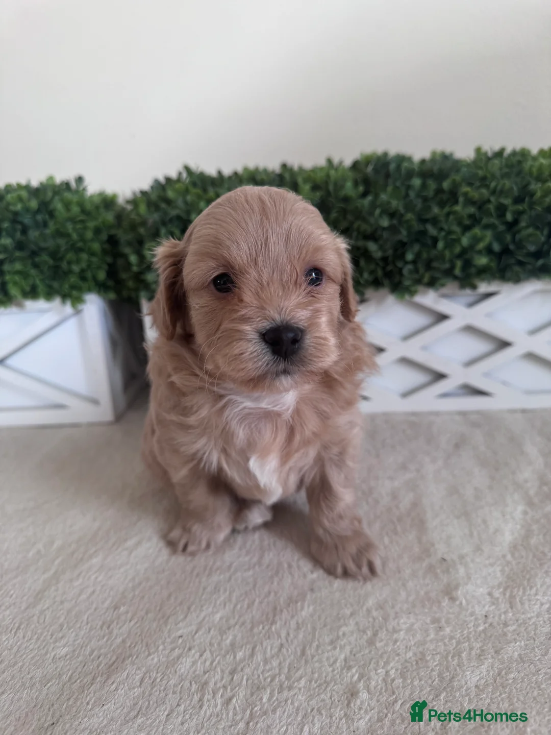 Maltipoo dogs for sale: Tiny teddy Maltipoo - Advert 2