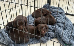 Cocker Spaniel dogs for sale: 8 beautiful working cocker spaniels  🏠  - Image 1