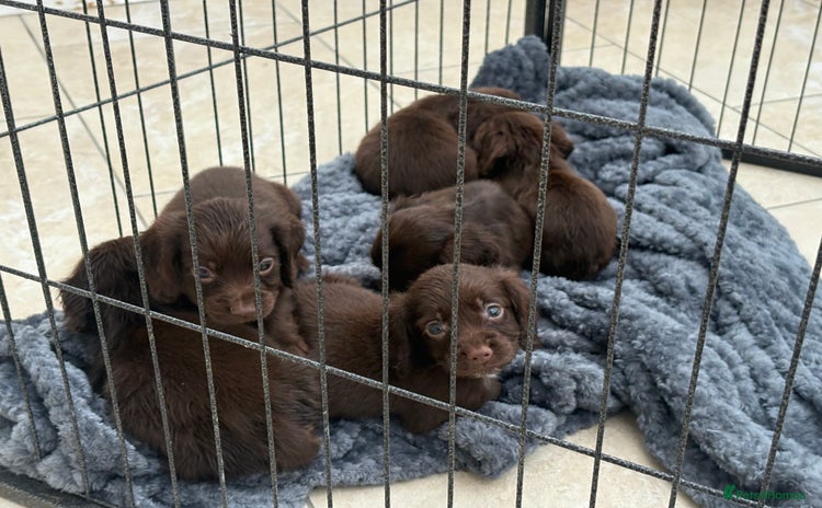 Cocker Spaniel dogs - Advert 3