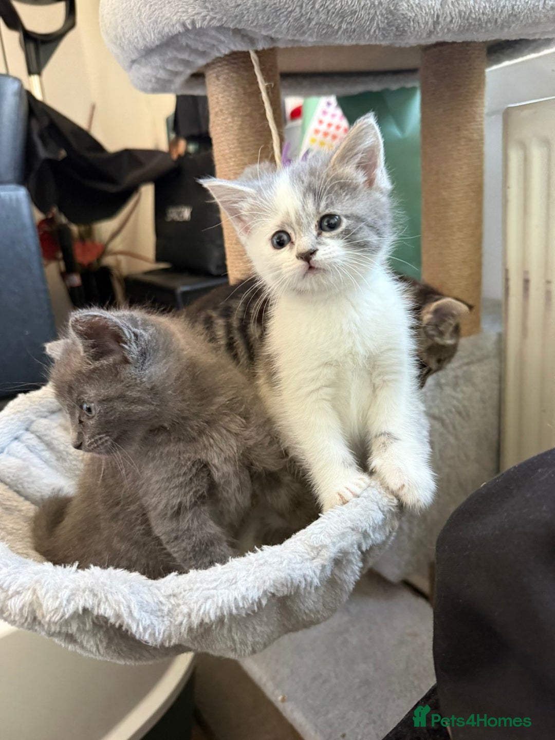Mixed Breed cats for sale: Grey Kittens🐾🤍 - Advert 15