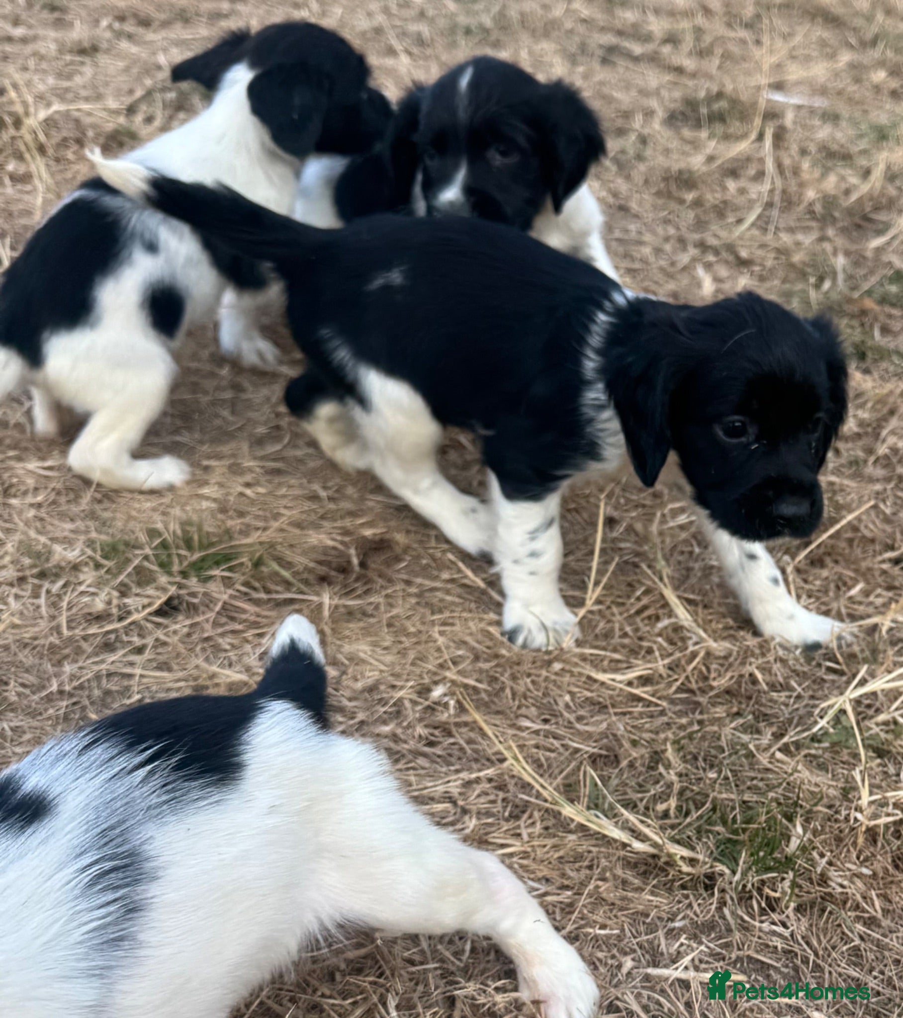 English Springer Spaniel dogs Healthy springer spaniel pups - Advert 1