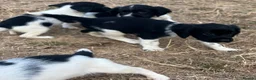 English Springer Spaniel dogs for sale: Healthy springer spaniel pups - Advert 1