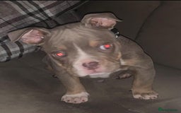 American Bully dogs for stud: Lilac tri pocket bully  - Image 4