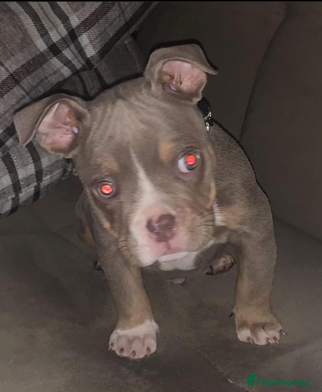 American Bully dogs for stud: Lilac tri pocket bully  - Image 4