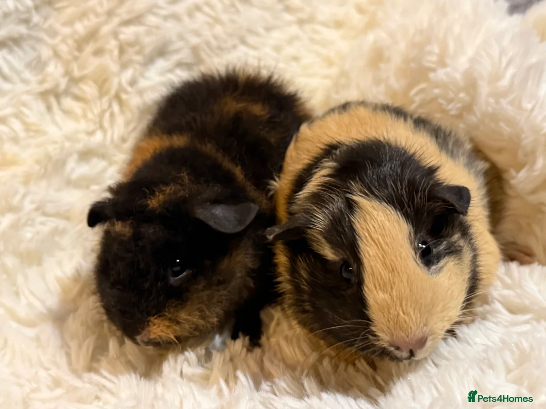 Guinea Pig rodents for sale: Baby Guinea pigs  - Advert 17
