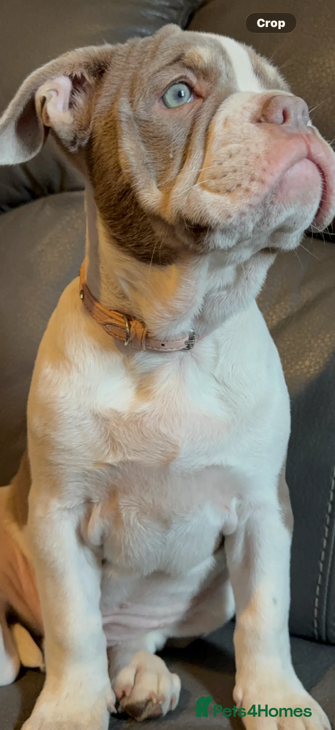 Mixed Breed dogs for sale: Bailey+Bella - Advert 2