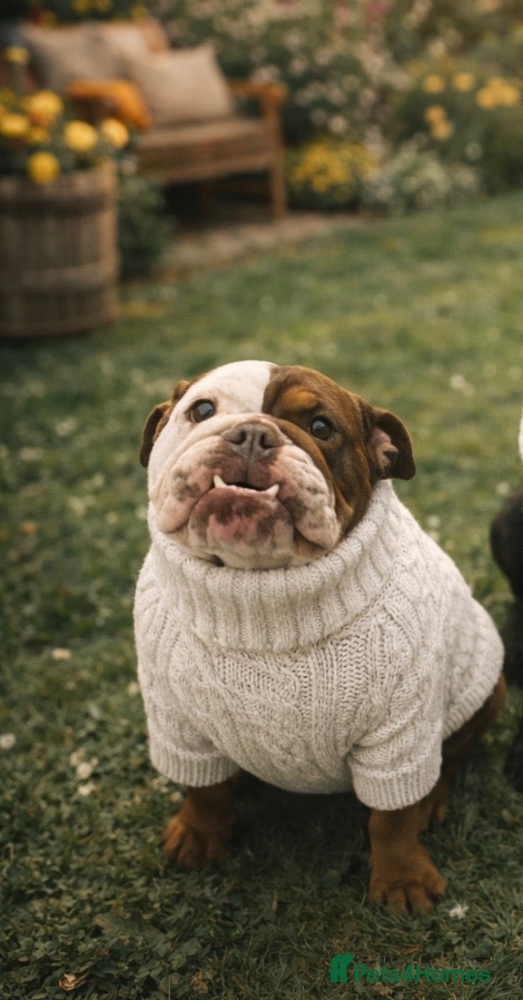 English Bulldog dogs English bulldog 3 years old.  - Advert 1
