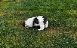 Shih Tzu dogs for sale: Shih tzu puppies looking for a forever home. - Image 17