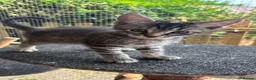 Maine Coon cats for sale:  READY TODAY Maine Coon Kittens - Advert 13