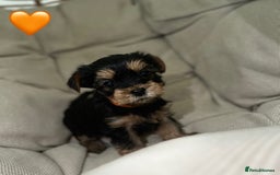 Yorkshire Terrier dogs for sale: Yorkies puppies  - Image 12
