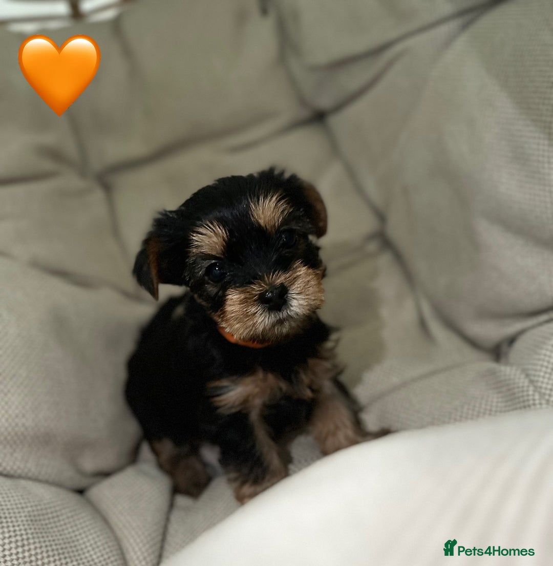 Yorkshire Terrier dogs for sale: Yorkies puppies  - Image 12