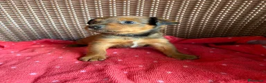 Jack Russell 9