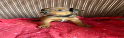 Jack Russell dogs for sale: Jack Russell puppies  - Advert 5